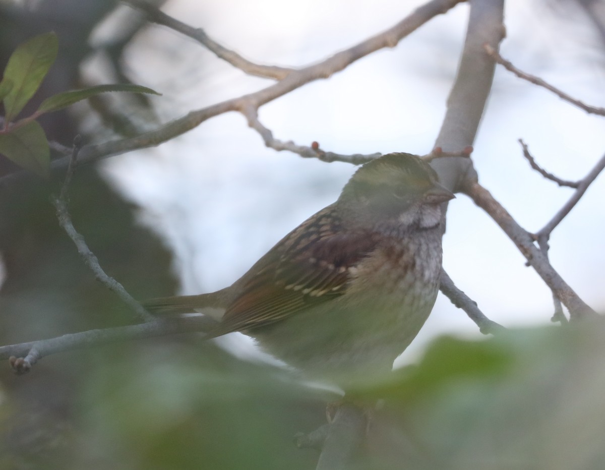 White-throated Sparrow - ML643298551