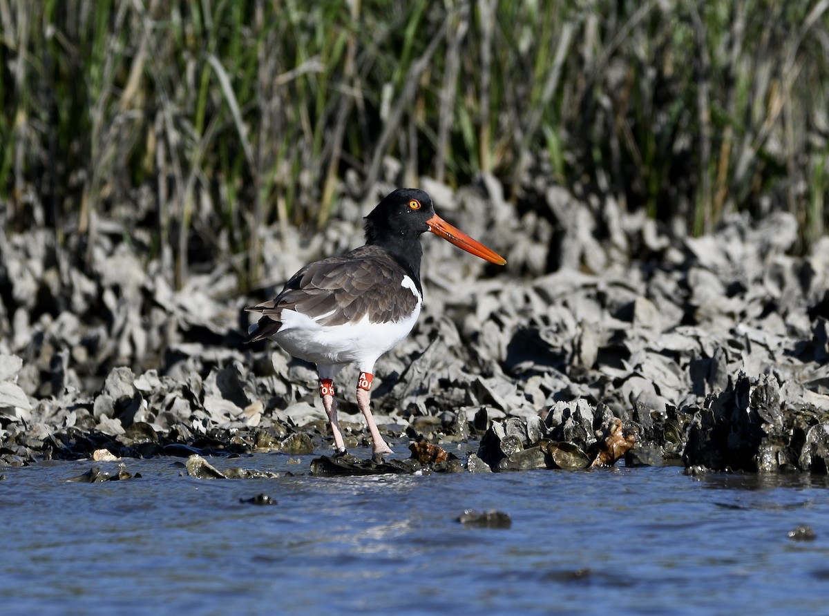 American Oystercatcher - ML643298572