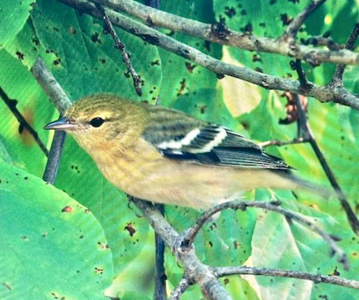 Bay-breasted Warbler - ML643298586