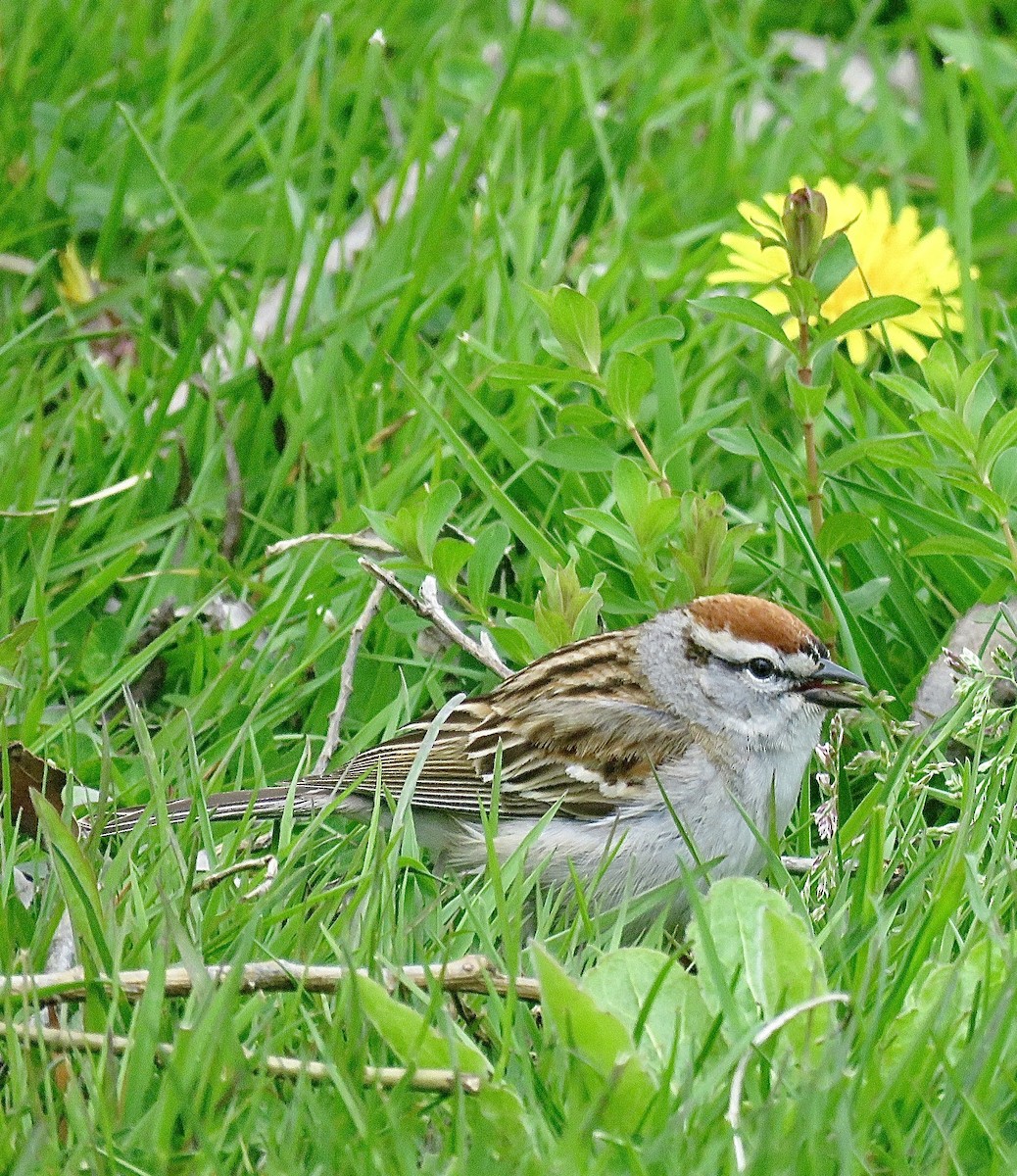 Chipping Sparrow - ML643298614
