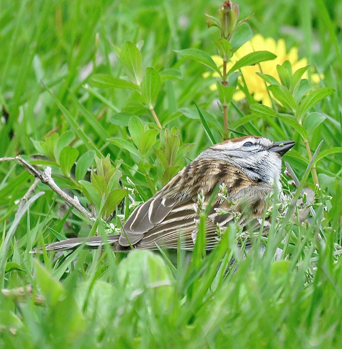 Chipping Sparrow - ML643298615