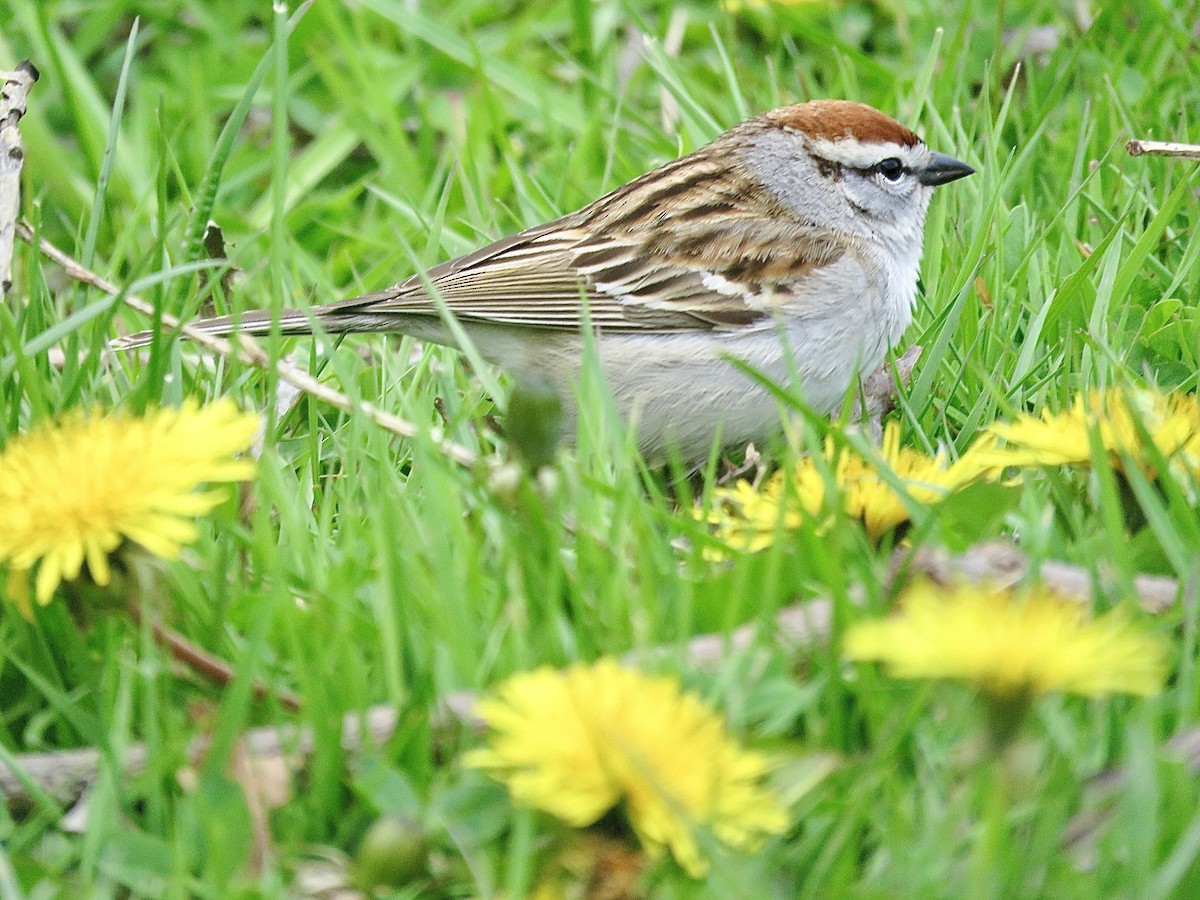 Chipping Sparrow - ML643298616