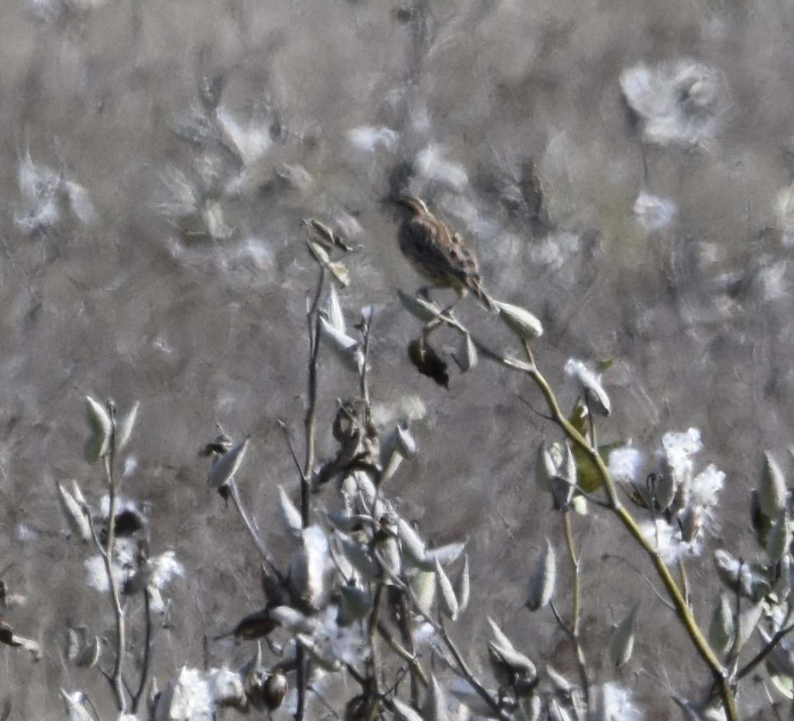 Western/Eastern Meadowlark - ML643298634
