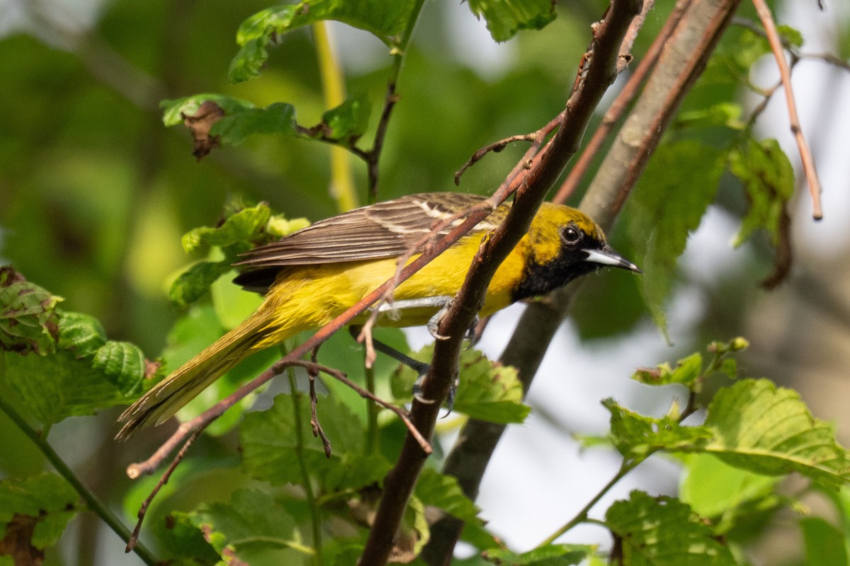 Orchard Oriole - ML643298636