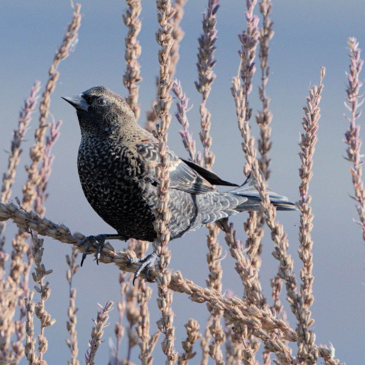 Red-winged Blackbird (Red-winged) - ML643298639