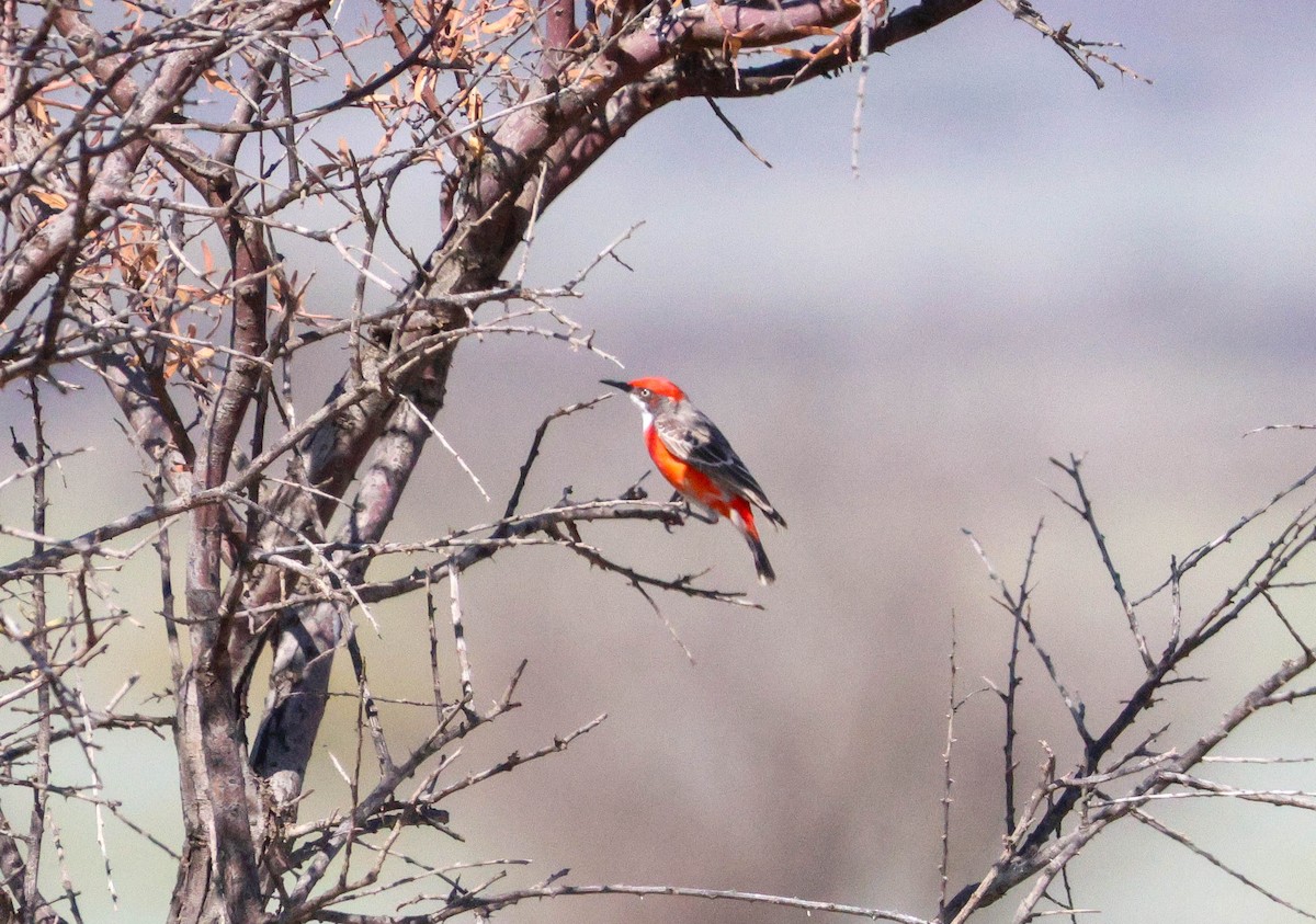 Crimson Chat - ML643298641