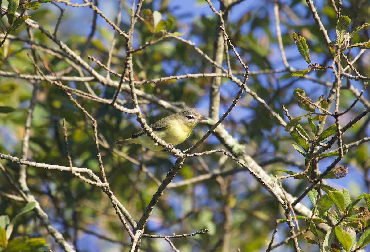 セアカモズモドキ - ML643298657