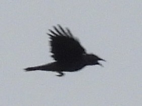 アメリカガラス - ML643298675