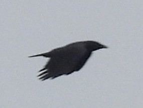 アメリカガラス - ML643298676
