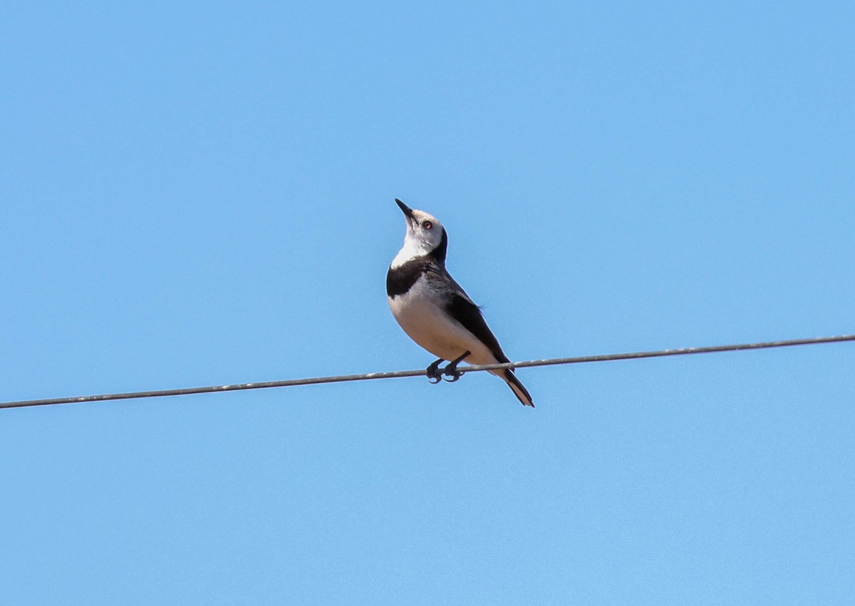 White-fronted Chat - ML643298689