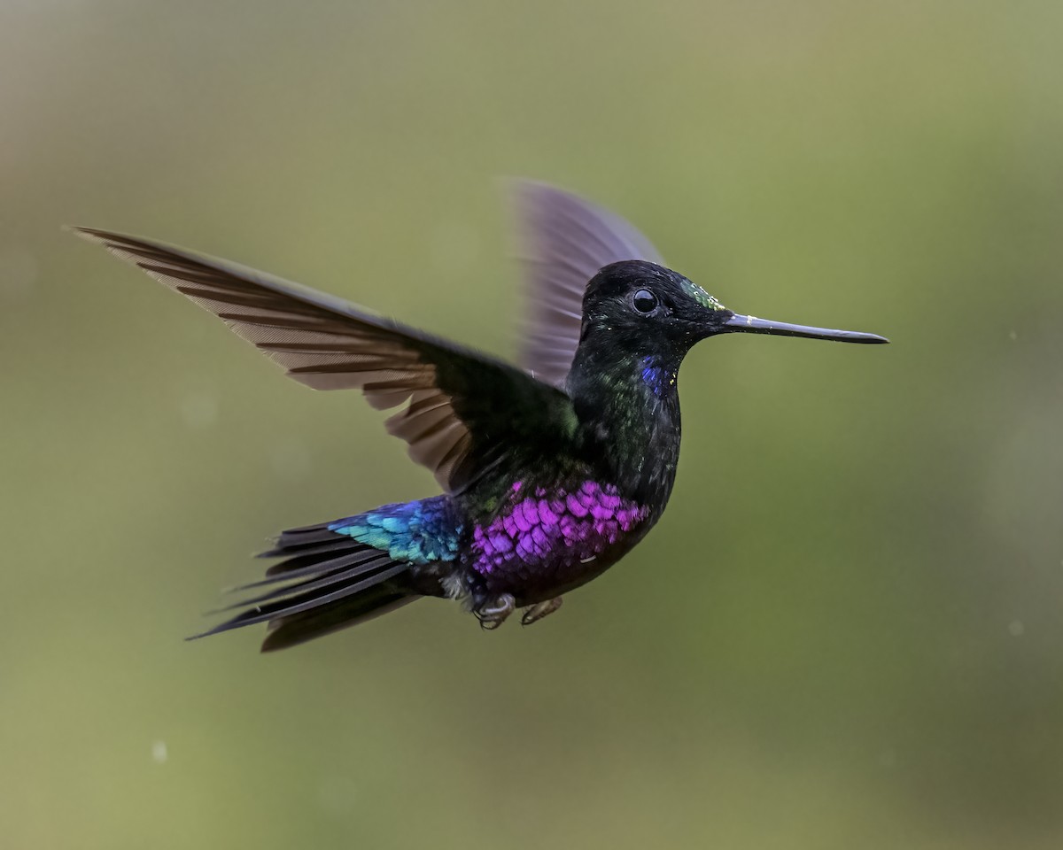 Blue-throated Starfrontlet - ML643298701