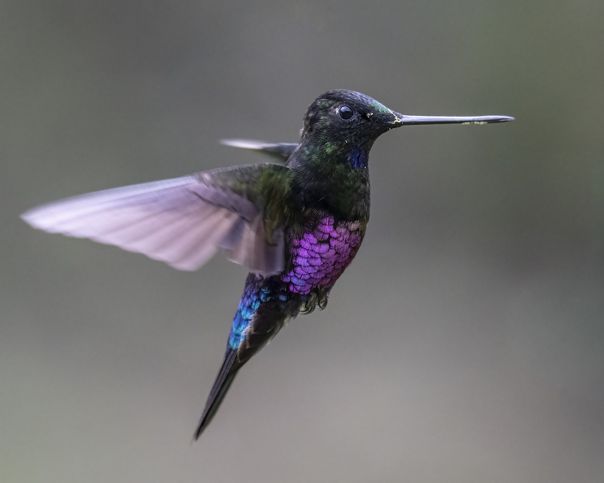 Blue-throated Starfrontlet - ML643298702
