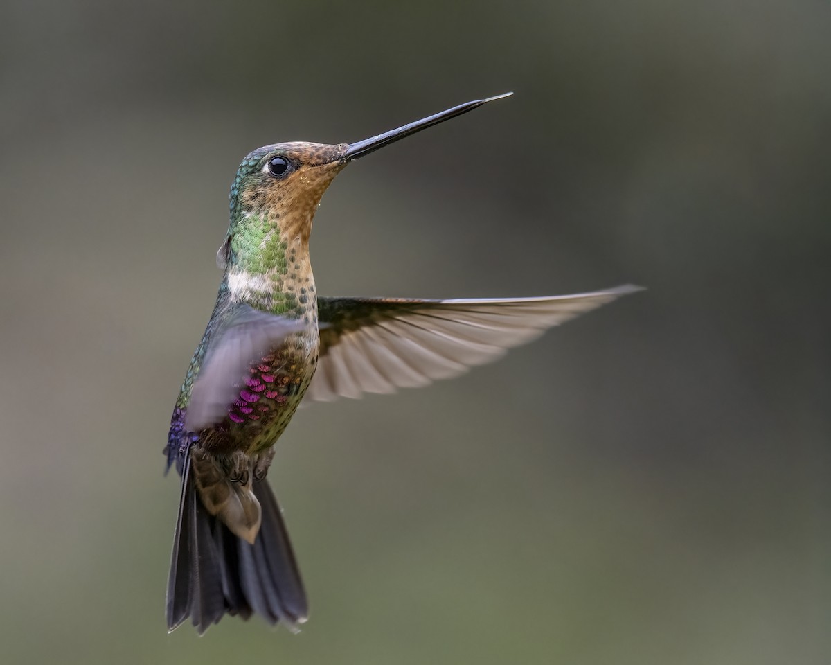 Blue-throated Starfrontlet - ML643298703
