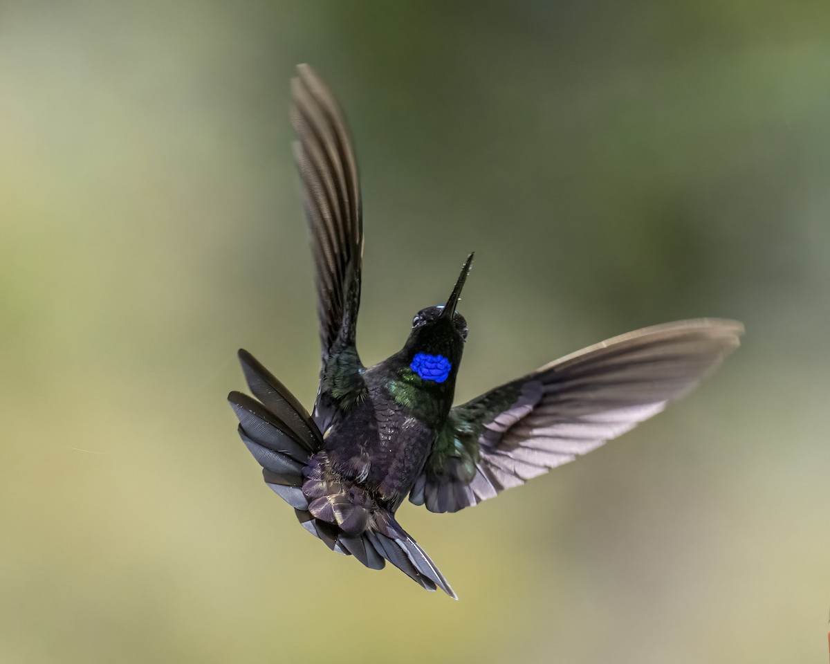 Blue-throated Starfrontlet - ML643298704