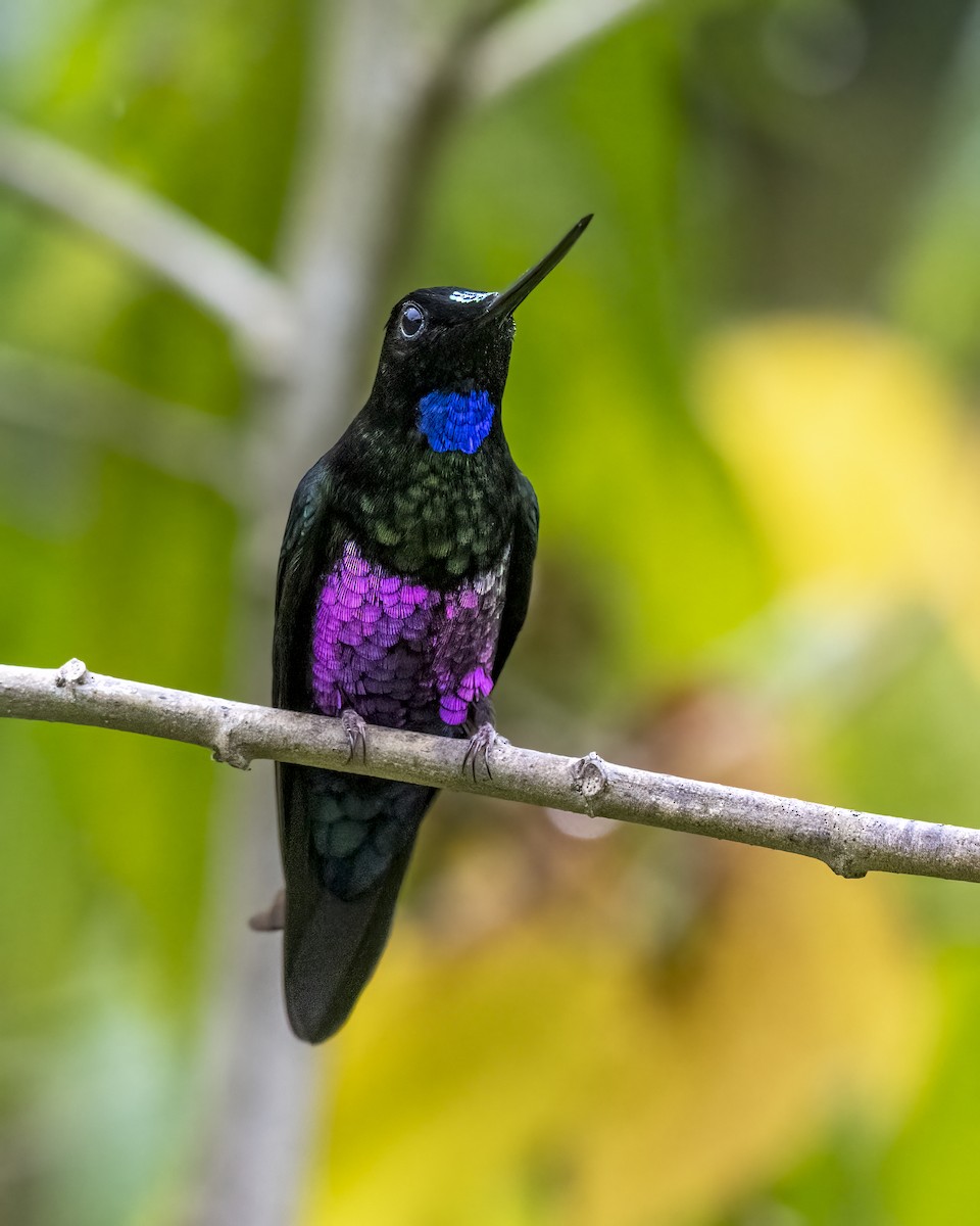 Blue-throated Starfrontlet - ML643298705