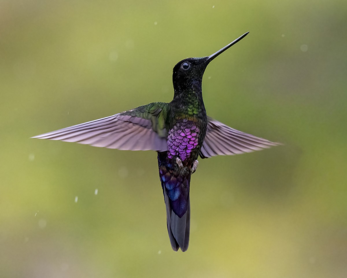 Blue-throated Starfrontlet - ML643298706