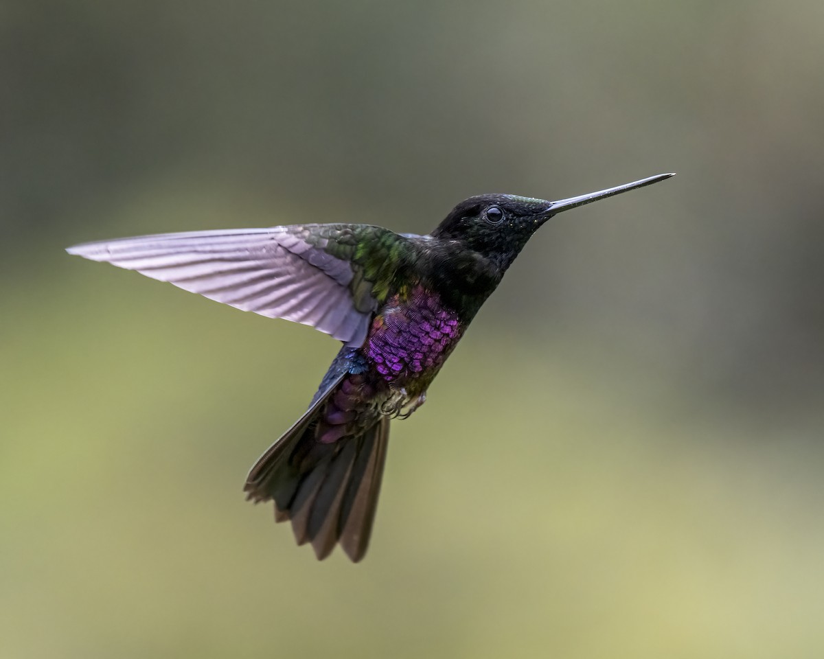 Blue-throated Starfrontlet - ML643298708