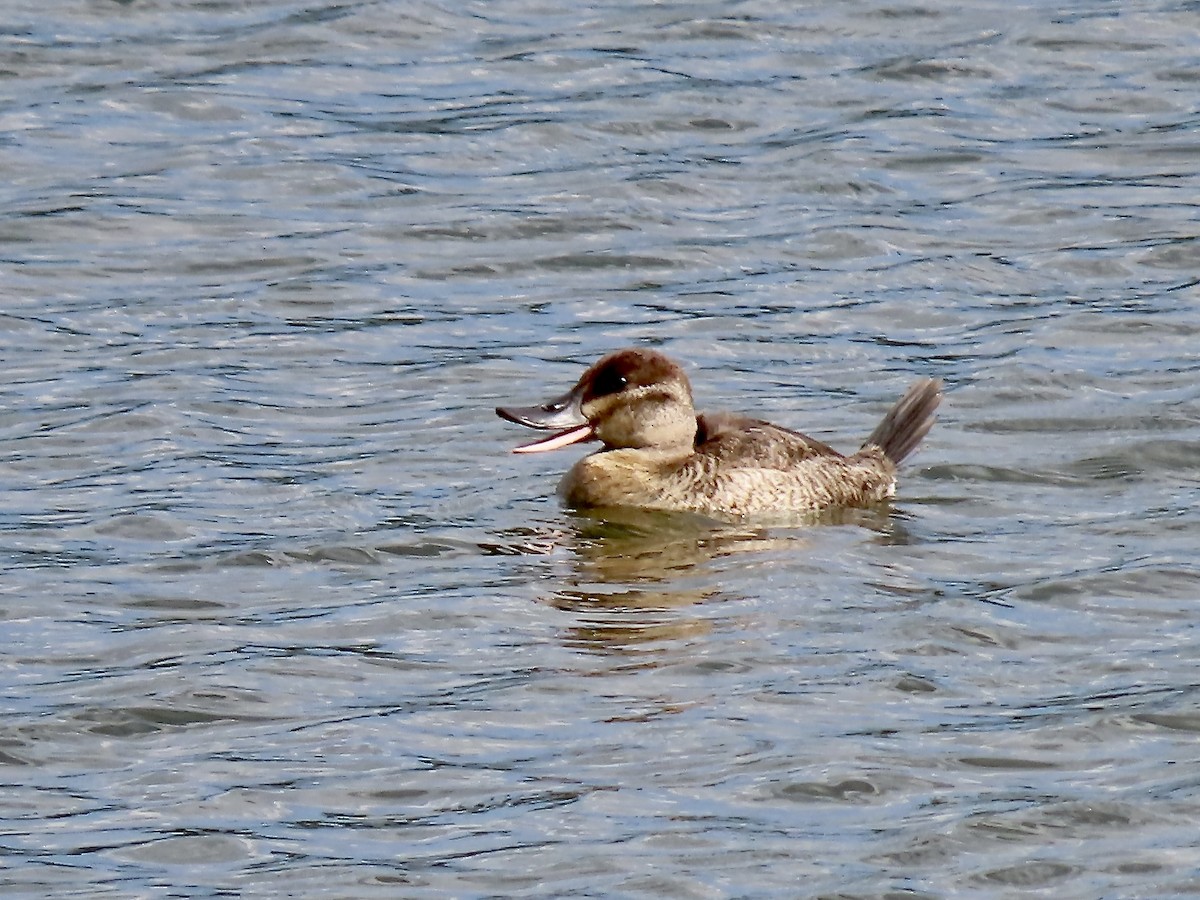 Ruddy Duck - ML643298712