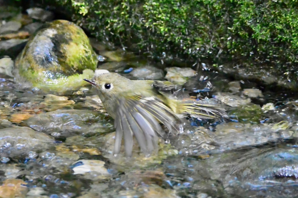 Ruby-crowned Kinglet - ML643298766