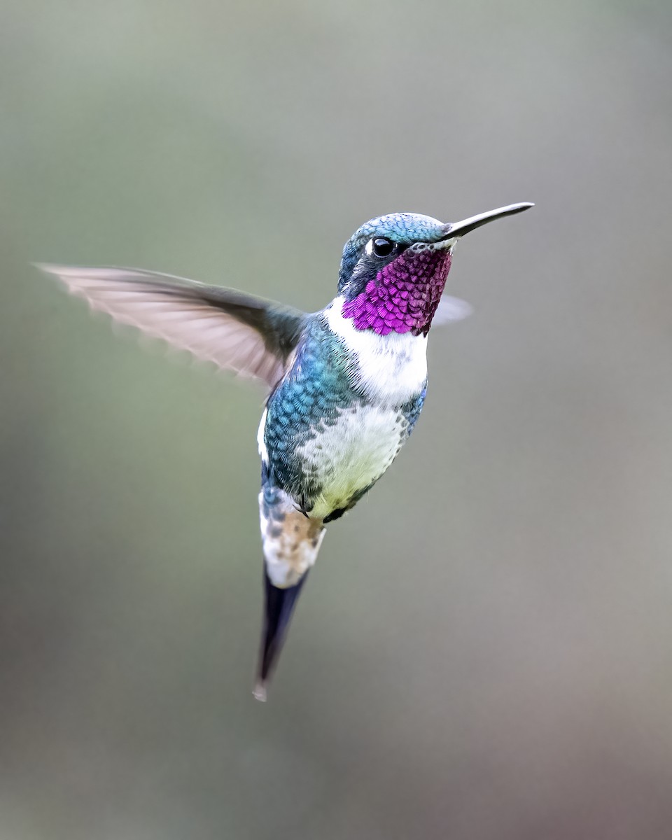 Colibri de Mulsant - ML643298785