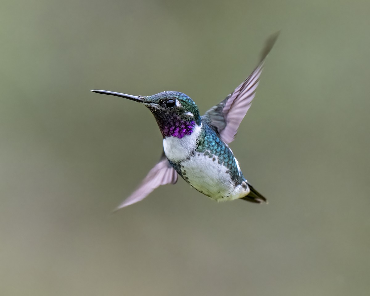 Colibri de Mulsant - ML643298786