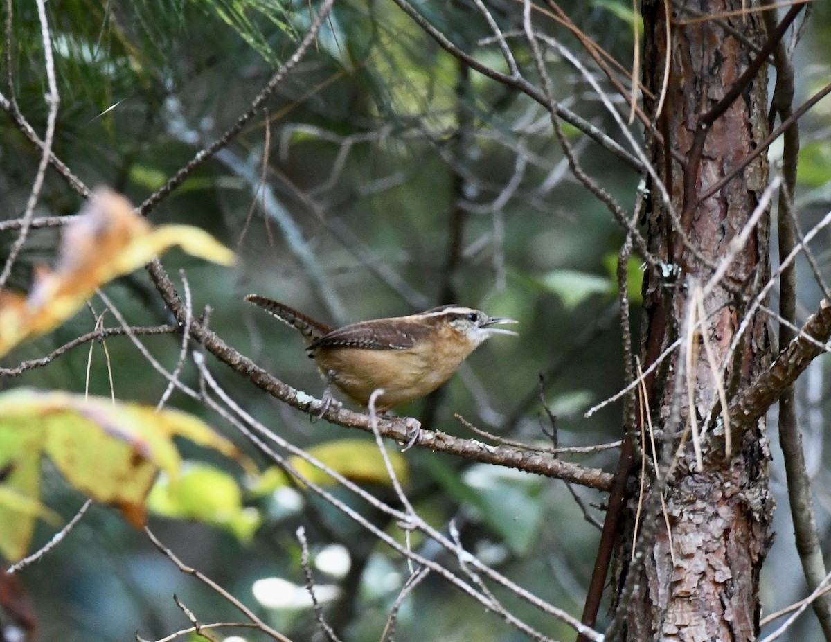 Carolinazaunkönig - ML643298818