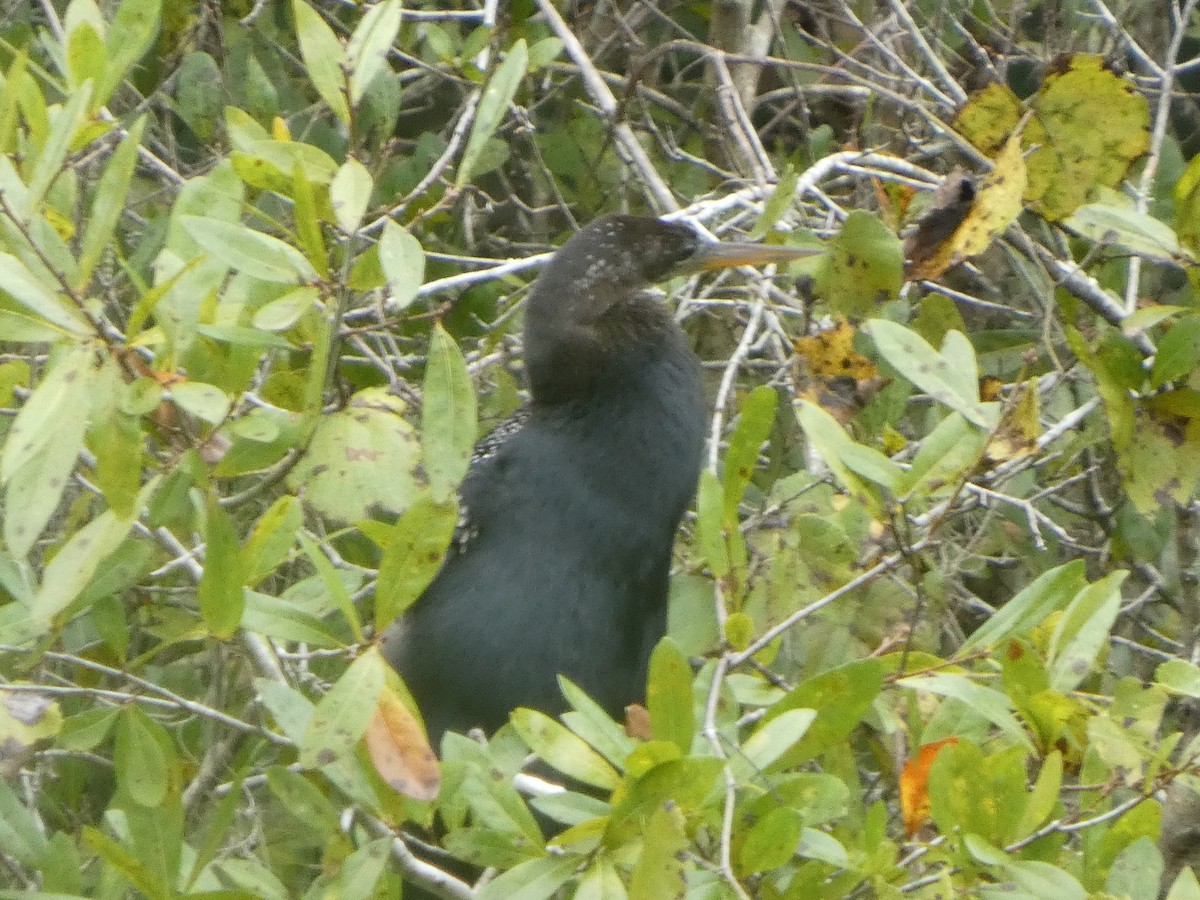 Amerika-Schlangenhalsvogel - ML643298833