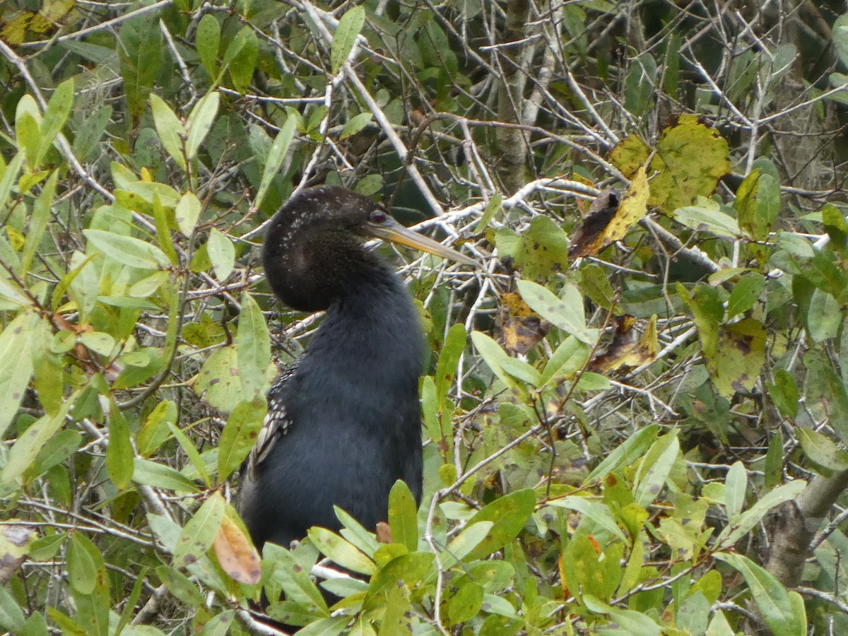 Amerika-Schlangenhalsvogel - ML643298834