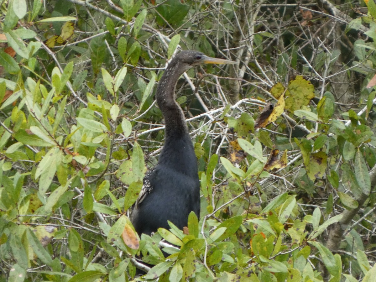 Amerika-Schlangenhalsvogel - ML643298835