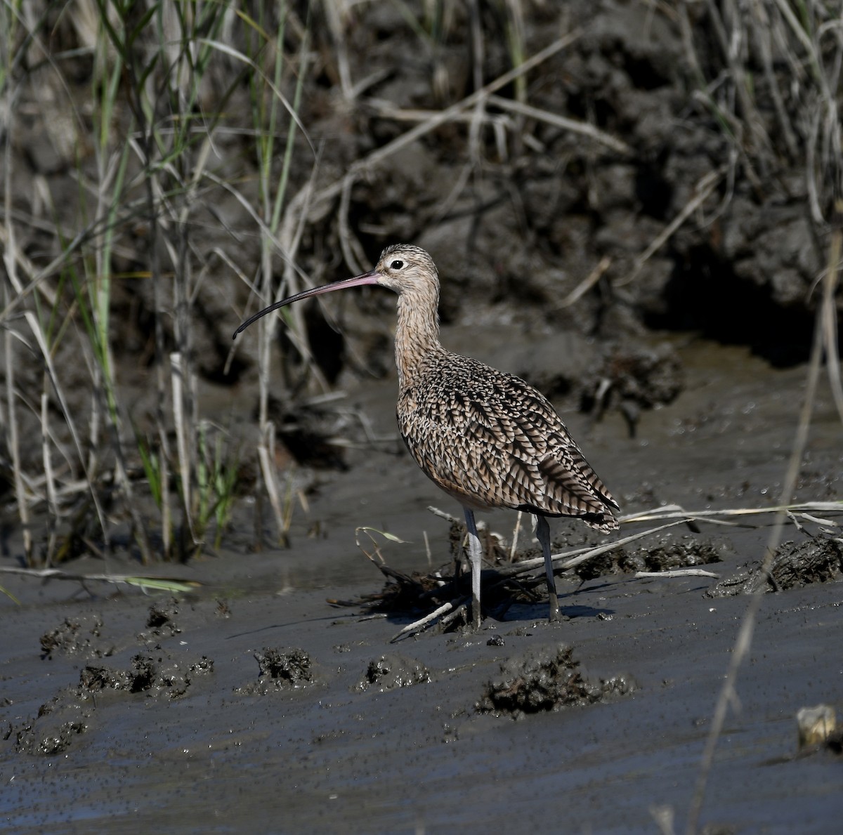 Long-billed Curlew - ML643298852