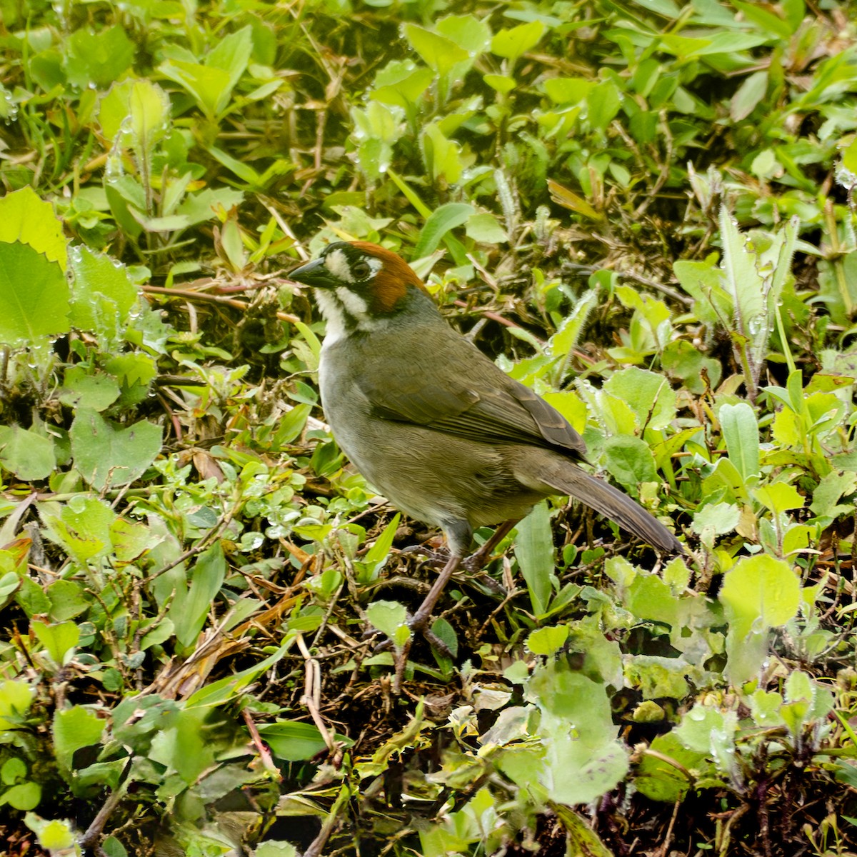 Cabanis's Ground-Sparrow - ML643298863