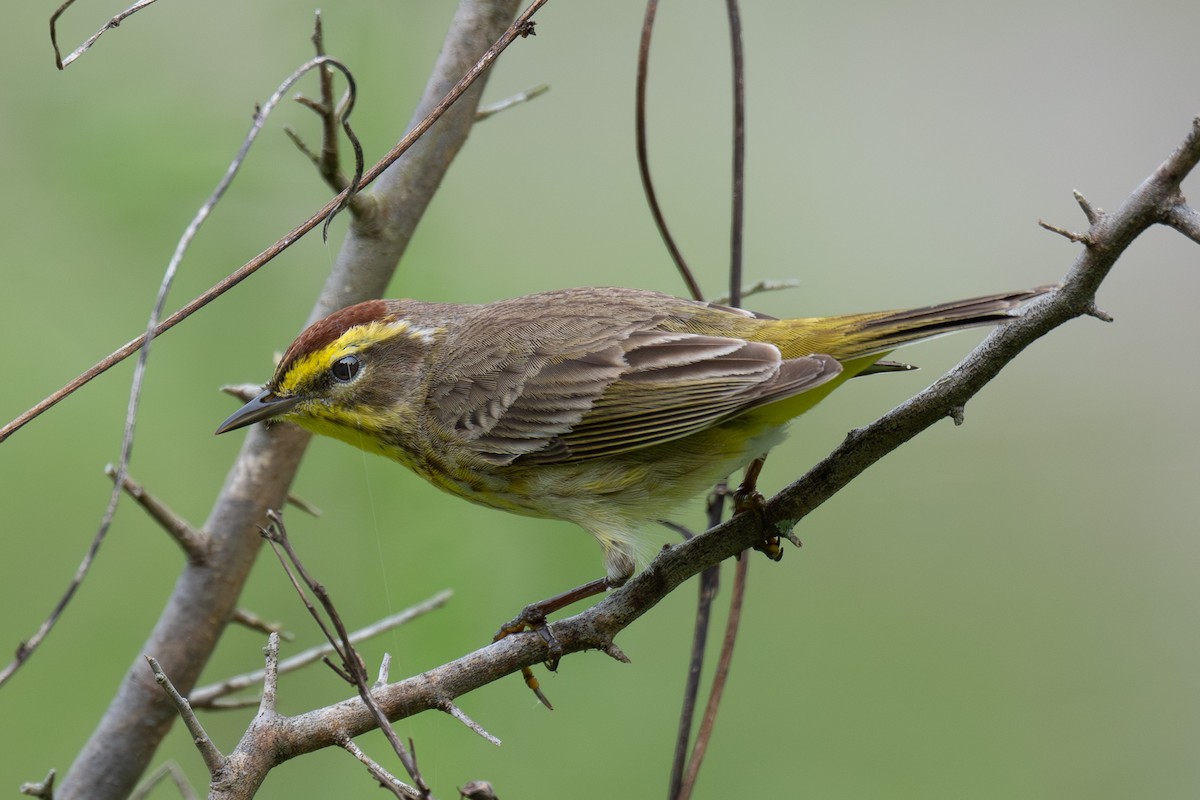 Palm Warbler - ML643298917
