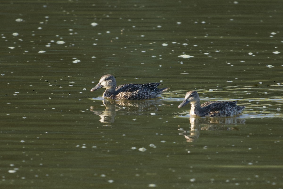 アカシマアジ - ML643298923