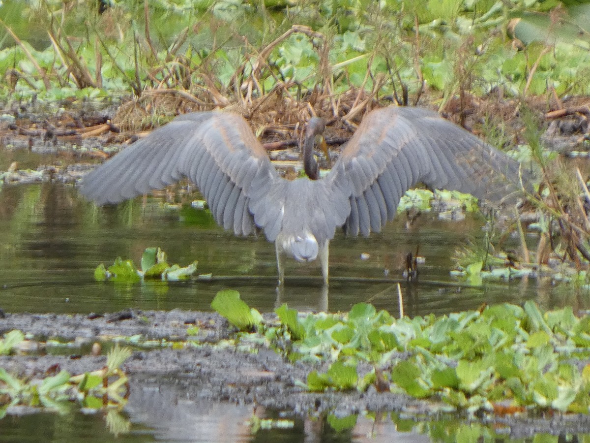 Tricolored Heron - ML643298927