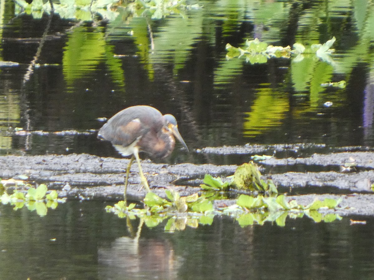 Tricolored Heron - ML643298928