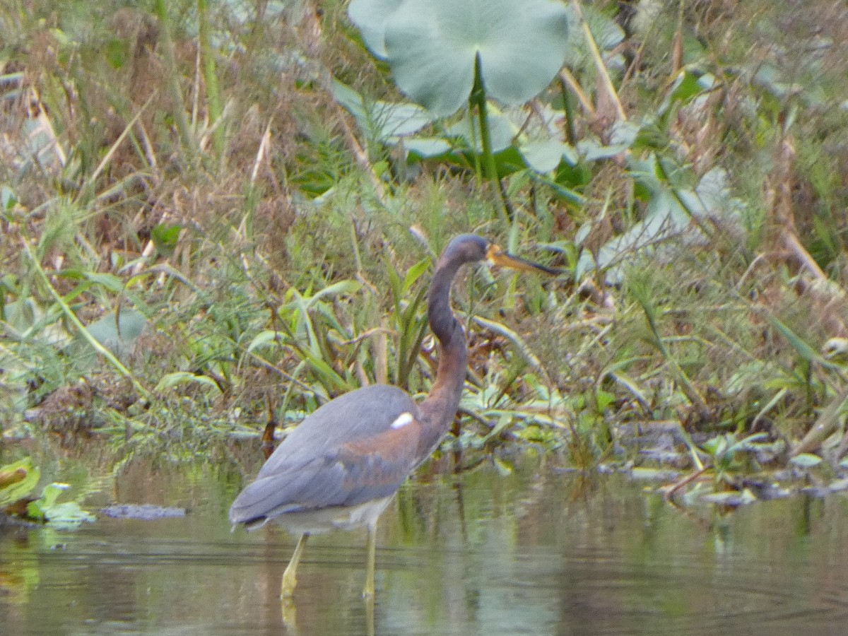 Tricolored Heron - ML643298929