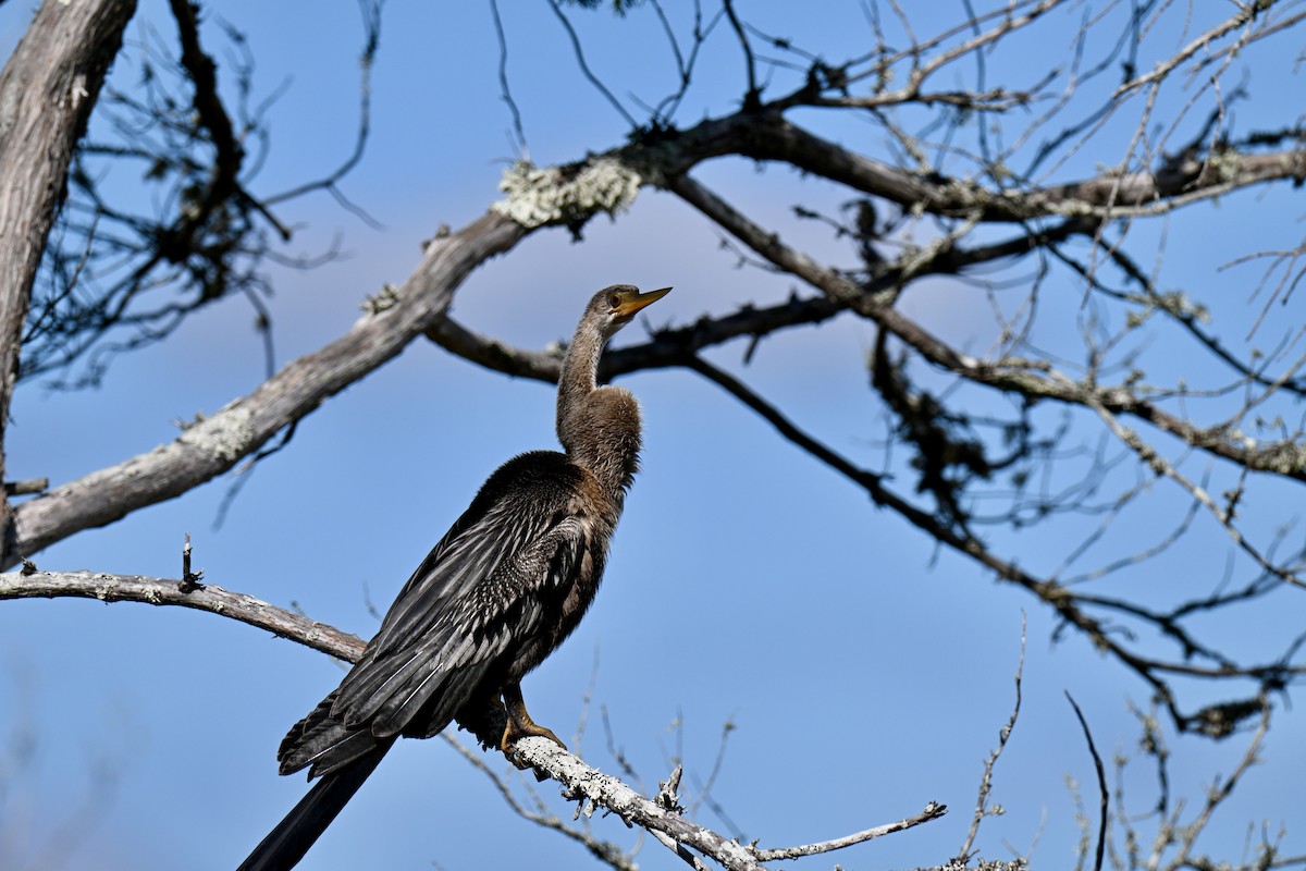 Anhinga Americana - ML643298955