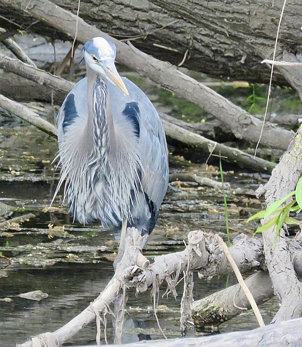 Great Blue Heron - ML643298961