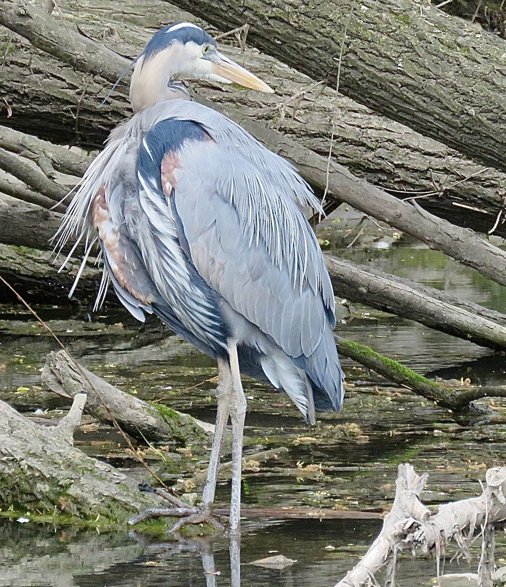 Great Blue Heron - ML643298962