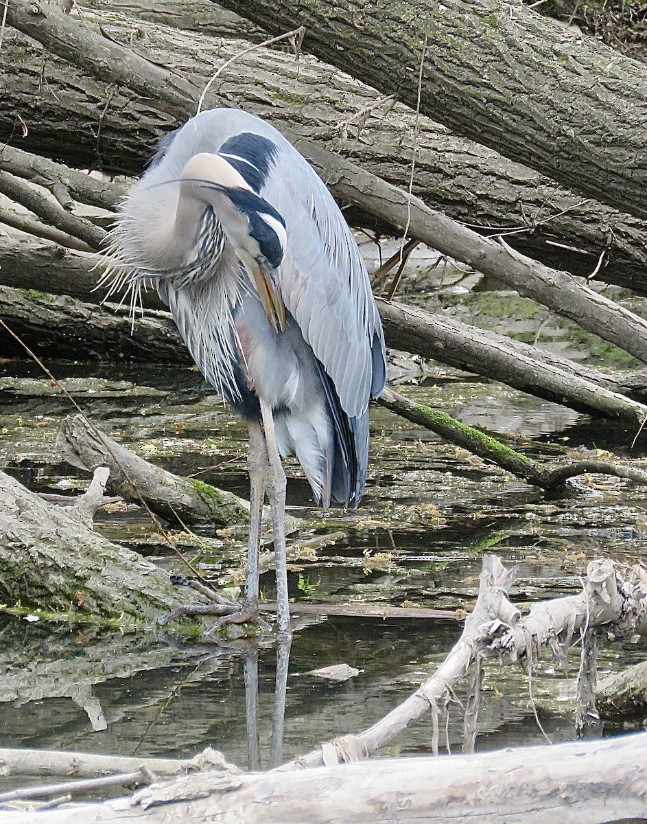 Great Blue Heron - ML643298963