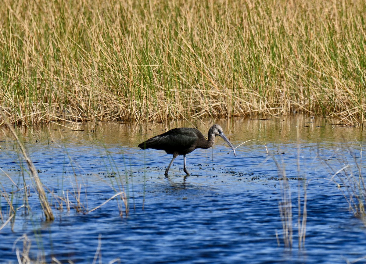 Morito Común - ML643298964