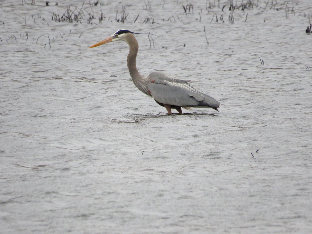Garza Azulada - ML643298978