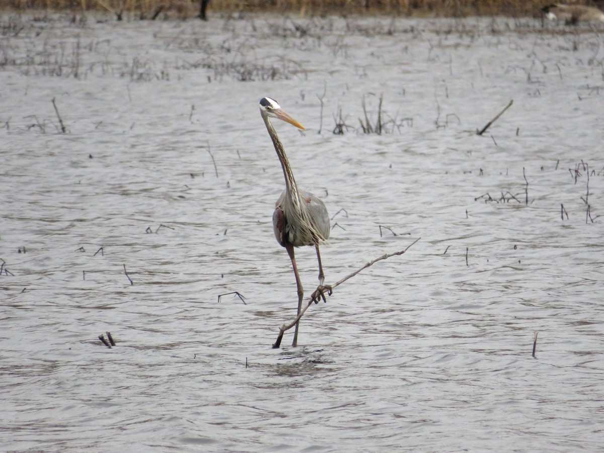 Garza Azulada - ML643298979