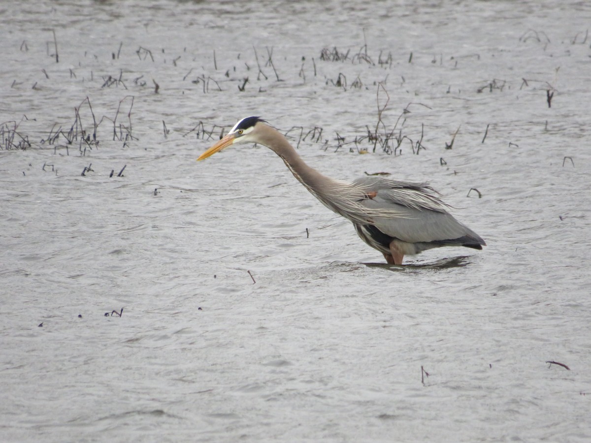 Garza Azulada - ML643298980