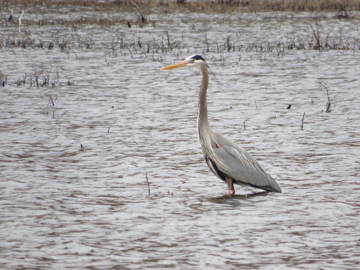 Garza Azulada - ML643298982