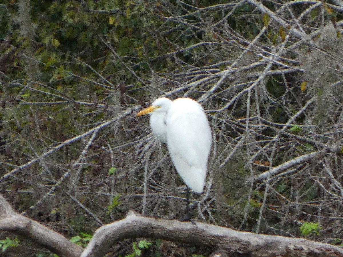 egretthegre - ML643298992