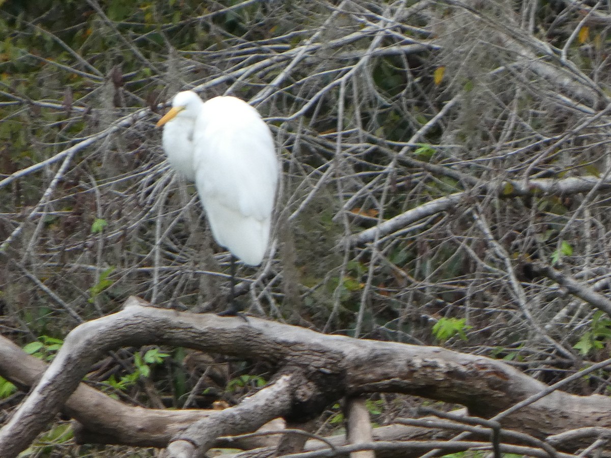 egretthegre - ML643298993