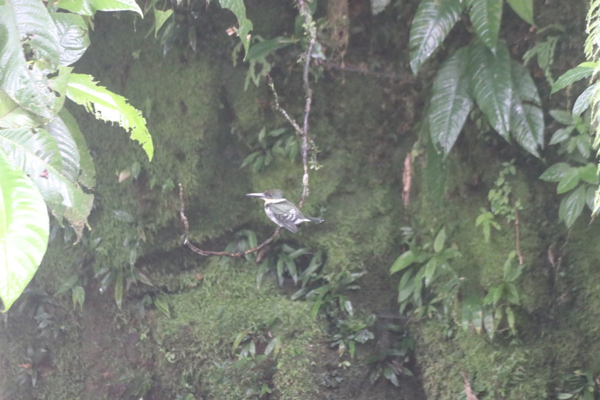 Green Kingfisher - ML643298997