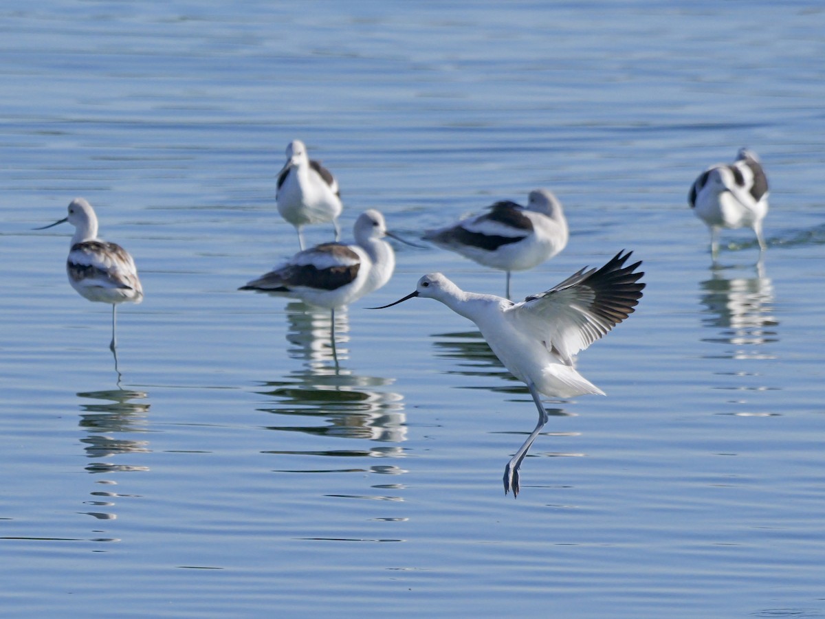 American Avocet - ML643298999