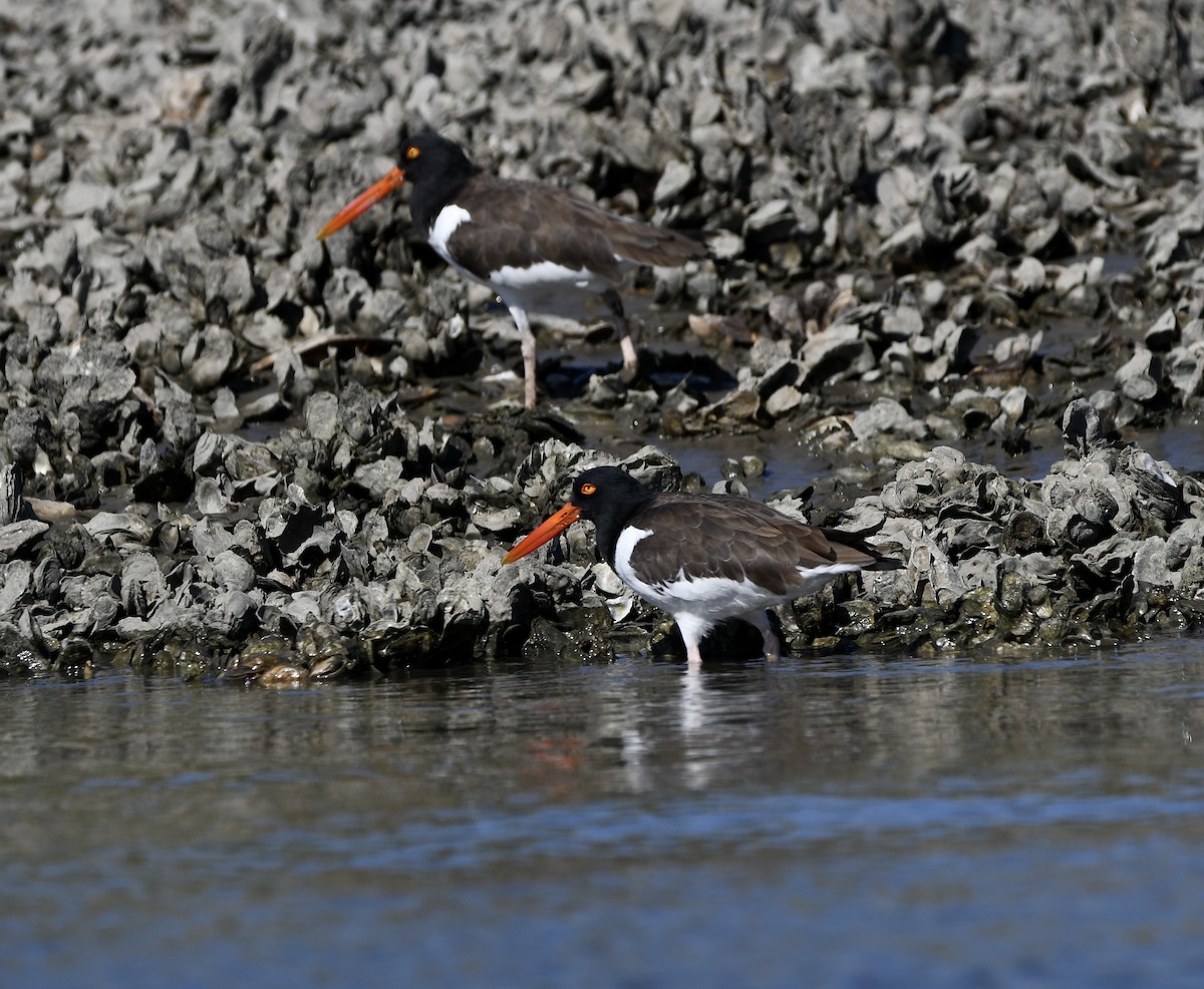 American Oystercatcher - ML643299036